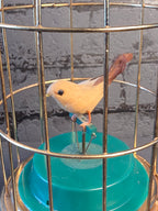 Mechanical Bird in a Cage