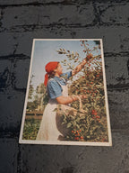 WWII Postcard Labor Service
